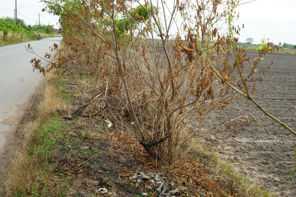 ឆេះវាលស្រែ ឆេះផ្លូវដែលតម្រង់ជួរដោយផ្កាម្លិះពណ៌លឿង។ Hiện nay, đường hoa hoàng yến ở ấp Phước Hiệp bị cháy xém