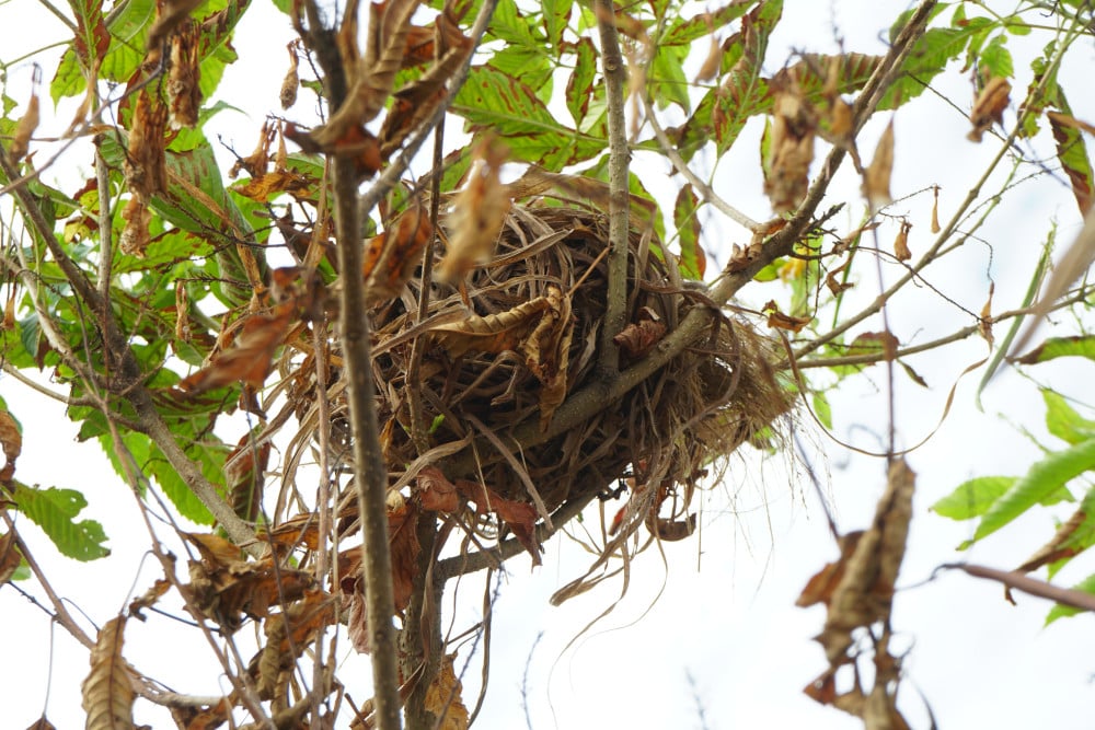 ឆេះវាលស្រែ ឆេះផ្លូវដែលតម្រង់ជួរដោយផ្កាម្លិះពណ៌លឿង។ Nhiều tổ chim trên nhánh cây hoàng yến cũng không còn sự sống