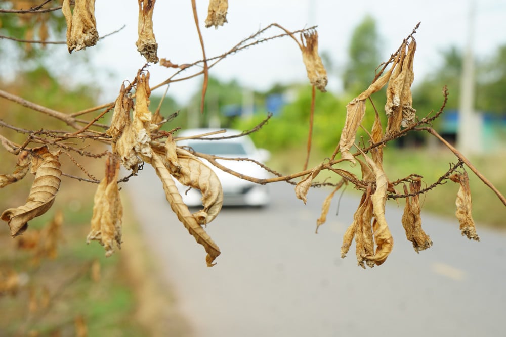 ឆេះវាលស្រែ ឆេះផ្លូវដែលតម្រង់ជួរដោយផ្កាម្លិះពណ៌លឿង។ Nhiều cành lá hoàng yến héo khô chìa ra ven đường, trông rất đáng thương