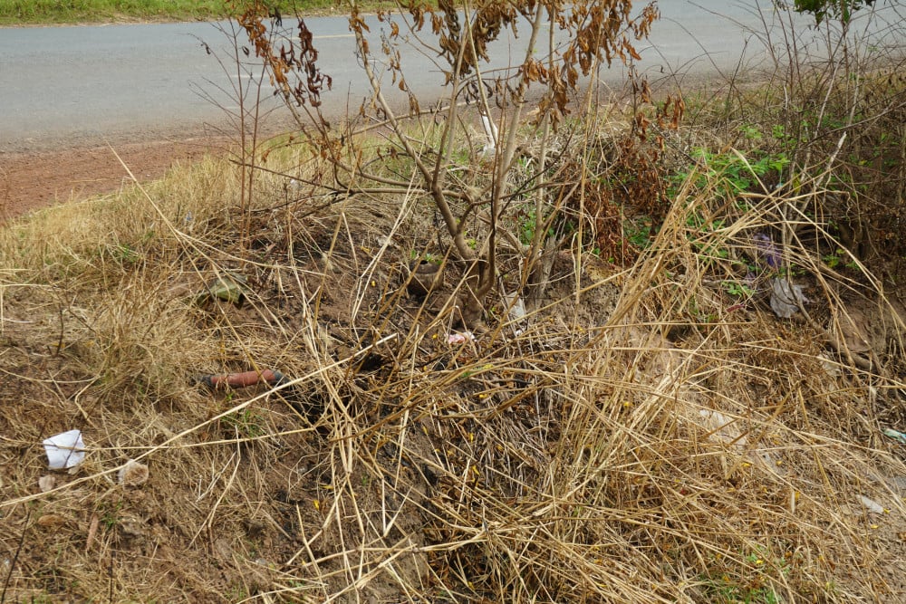 ឆេះវាលស្រែ ឆេះផ្លូវដែលតម្រង់ជួរដោយផ្កាម្លិះពណ៌លឿង។ Dưới gốc cây hoàng yến còn lớp thực bì khô, tiềm ẩn nguy cơ tái hỏa hoạn