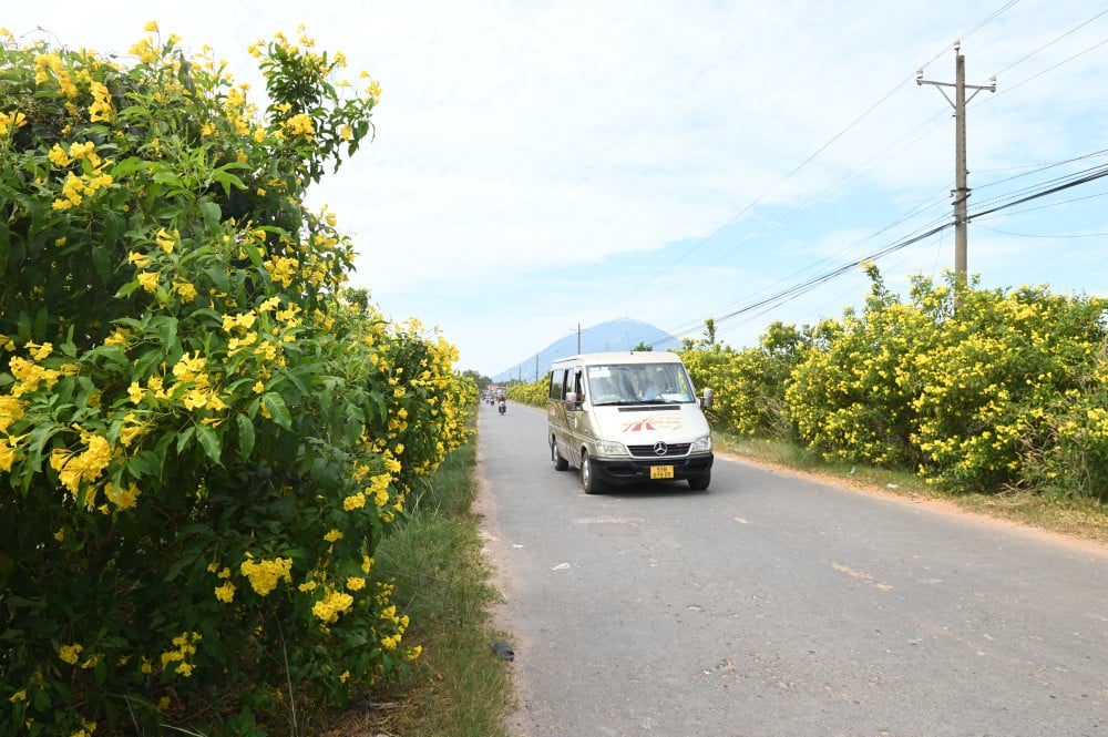 ឆេះវាលស្រែ ឆេះផ្លូវដែលតម្រង់ជួរដោយផ្កាម្លិះពណ៌លឿង។ Còn một số tuyến đường hoa hoàng yến đẹp, nhà nông cần hết sức thận trọng khi đốt đồng làm rẫy, để tránh ảnh hưởng đến cây kiểng ven đường
