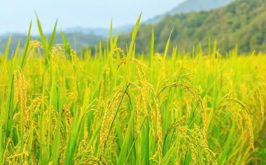 আজ, ১৬ ডিসেম্বর চালের দাম: বাজার স্থিতিশীল, রপ্তানি এখনও গতি পাচ্ছে না।