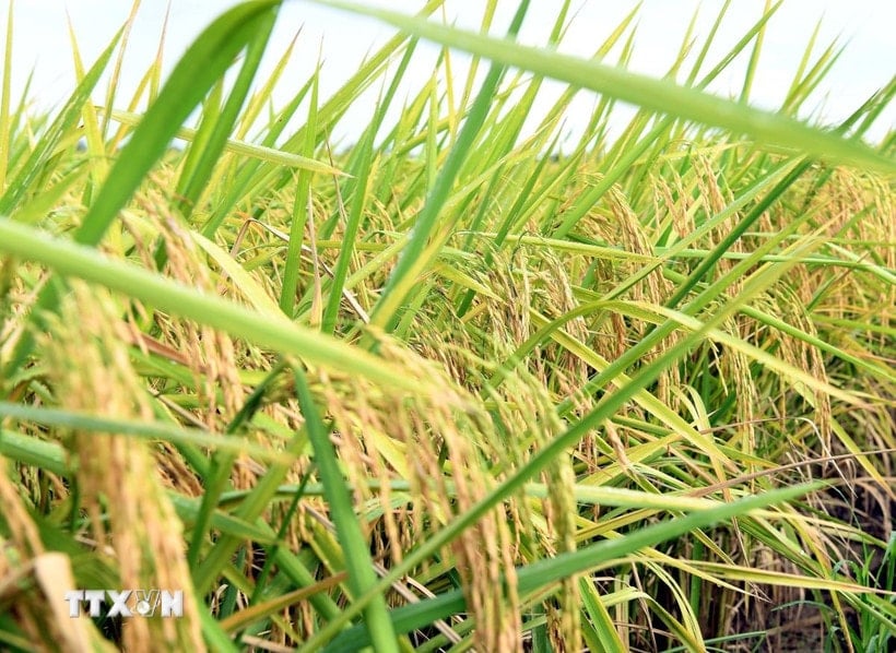 Variété de riz ST25. (Photo : Trung Hieu/VNA)