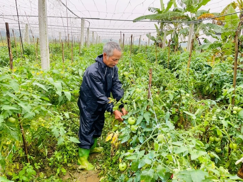 Ozimy 2025-2026: Mnoho slibných příležitostí a výzev (1. část): Krátkodobé ozimy přinášejí vysokou hodnotu.