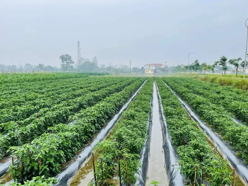 Ozimy 2025-2026: Mnoho slibných příležitostí a výzev (1. část): Krátkodobé ozimy přinášejí vysokou hodnotu.