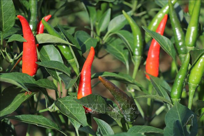 ចំណងជើងរូបថត