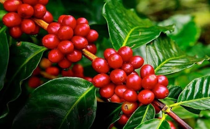 Giá cà phê hôm nay 16/12/2025 ở trong nước và thế giới mới nhất