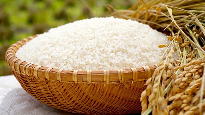 Latest rice price update today, December 16, 2025. Cập nhật giá lúa gạo hôm nay 16/12/2025 mới nhất