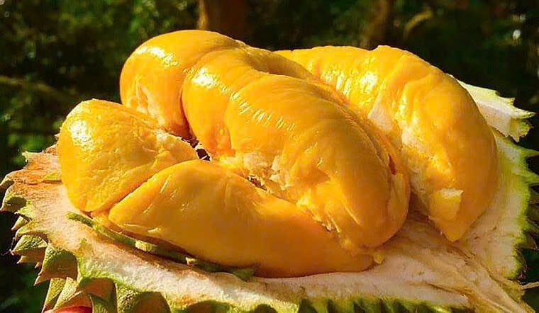 Today's durian prices (December 16th): Musang King durian maintains the highest price.