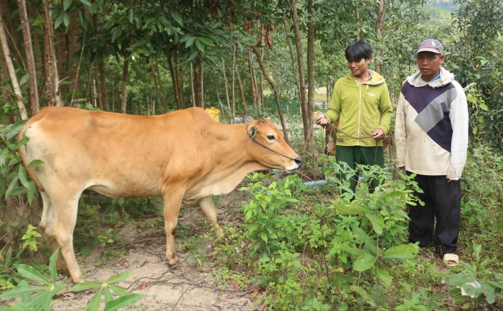 គម្រោងបង្កាត់ពូជគោជួយប្រជាជនបង្កើនប្រាក់ចំណូល និងគេចផុតពីភាពក្រីក្រប្រកបដោយចីរភាព។