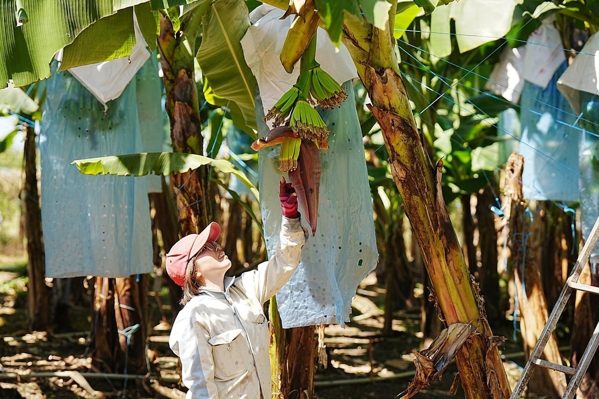 Công nhân kiểm tra tình hình sinh trưởng của cây chuối tại khu trồng chuối của Unifarm. Ảnh: Phúc Lập.