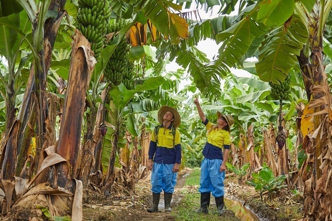 ពូជ TR4 ត្រូវបានចាត់ទុកថាមានគ្រោះថ្នាក់បំផុតដោយសារតែការរីករាលដាលយ៉ាងឆាប់រហ័ស និងការលំបាកក្នុងការគ្រប់គ្រងវា។ រូបថត៖ TL។ Chủng TR4 được coi là nguy hiểm nhất bởi tốc độ lây lan và khó kiểm soát. Ảnh: TL.