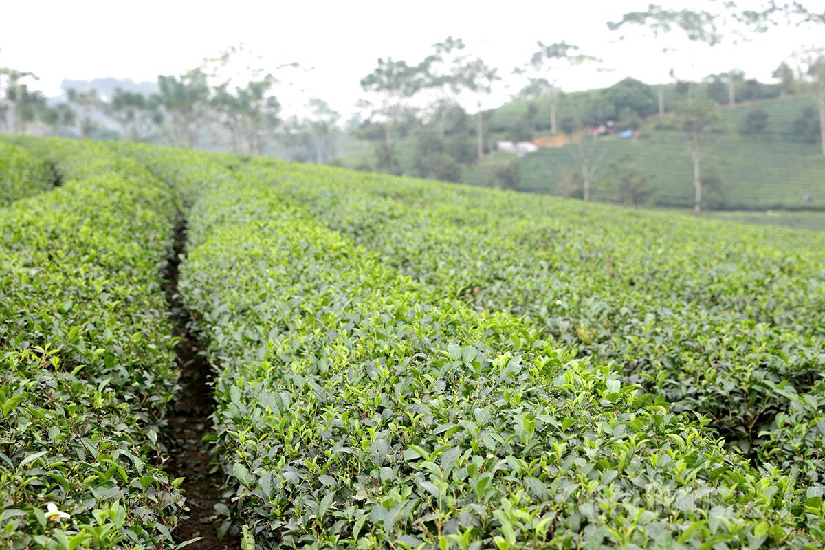 The tea growing area in My Lam has implemented the OTAS standard system, making it eligible for export to the EU market.