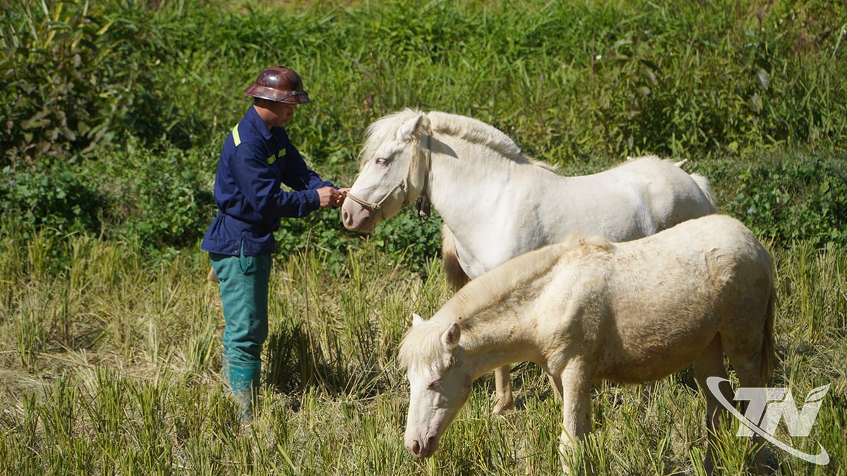 គំរូចិញ្ចឹមសេះសផ្តល់ចំណូលស្ថិរភាពដល់គ្រួសារជាច្រើននៅឃុំកឿងឡយ។ (រូបថត៖ ថាយសើន)