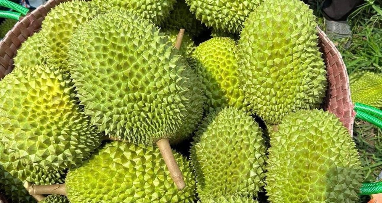 តម្លៃផ្លែទុរេនថ្ងៃនេះ ថ្ងៃទី១៦ ខែធ្នូ ឆ្នាំ២០២៥៖ នៅតែមានស្ថិរភាពនៅពាក់កណ្តាលខែធ្នូ។