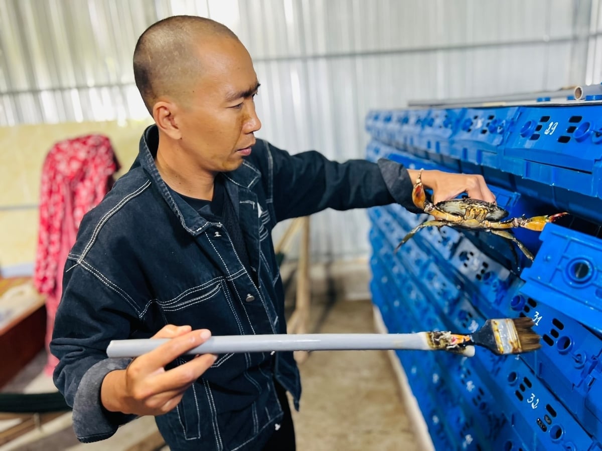 ក្នុងរយៈពេលប៉ុន្មានឆ្នាំចុងក្រោយនេះ គំរូចិញ្ចឹមក្តាមក្នុងប្រអប់ប្លាស្ទិកនៅខេត្តកាម៉ៅទទួលបានជោគជ័យយ៉ាងខ្លាំង។ រូបថត៖ ទ្រុងលីញ។ Trong những năm gần đây mô hình nuôi cua trong hộp nhựa tại Cà Mau khá thành công. Ảnh: Trọng Linh.