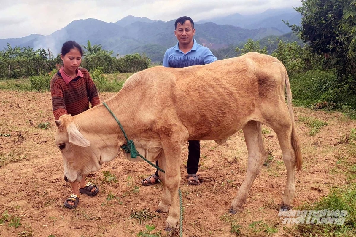 ប្រជាពលរដ្ឋនៅក្នុងឃុំភាគនិរតីនៃខេត្តក្វាងទ្រី បានរកឃើញម្តងហើយម្តងទៀតថា ខ្លួនឯងស្ថិតក្នុងស្ថានភាពឆ្គងៗ នៅពេលទទួលបានគោក្របីពីគម្រោងនានាតាមរយៈដំណើរការដេញថ្លៃ។ រូបថត៖ តាមភុង។ Người dân các xã phía Tây Nam tỉnh Quảng Trị nhiều lần rơi vào tình trạng dở khóc dở cười khi nhận bò dự án thông qua hình thức đấu thầu. Ảnh: Tâm Phùng.