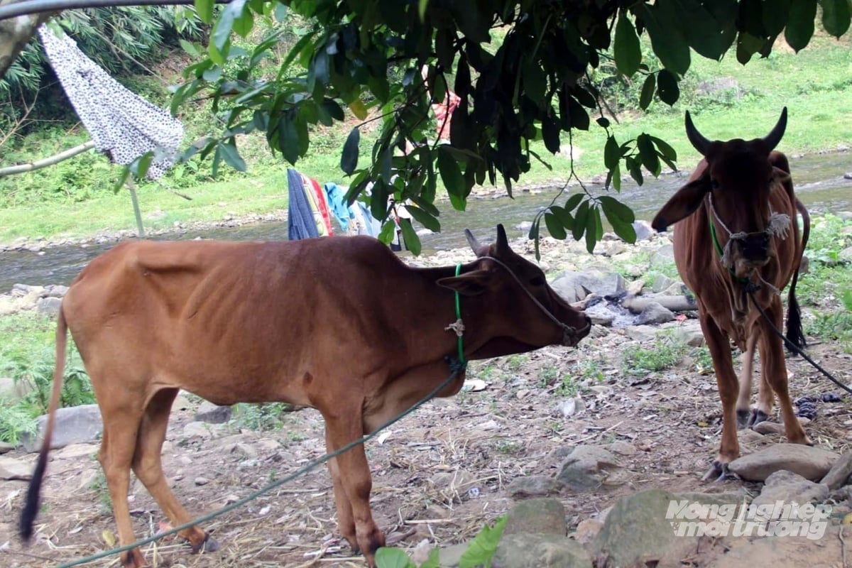 គោក្របីរបស់គម្រោងនេះ ដែលចែកចាយដល់ប្រជាជនក្នុងតំបន់ ជួនកាលមានការផ្ទុះឡើងនៃជំងឺដ៏ស្មុគស្មាញនៅក្នុងឃុំភាគនិរតីនៃខេត្តក្វាងទ្រី។ រូបថត៖ វ៉ូឌុង។ Những con bò dự án được cấp cho người dân đã khiến dịch bệnh tại các xã phía Tây Nam tỉnh Quảng Trị nhiều thời điểm diễn biến phức tạp. Ảnh: Võ Dũng.