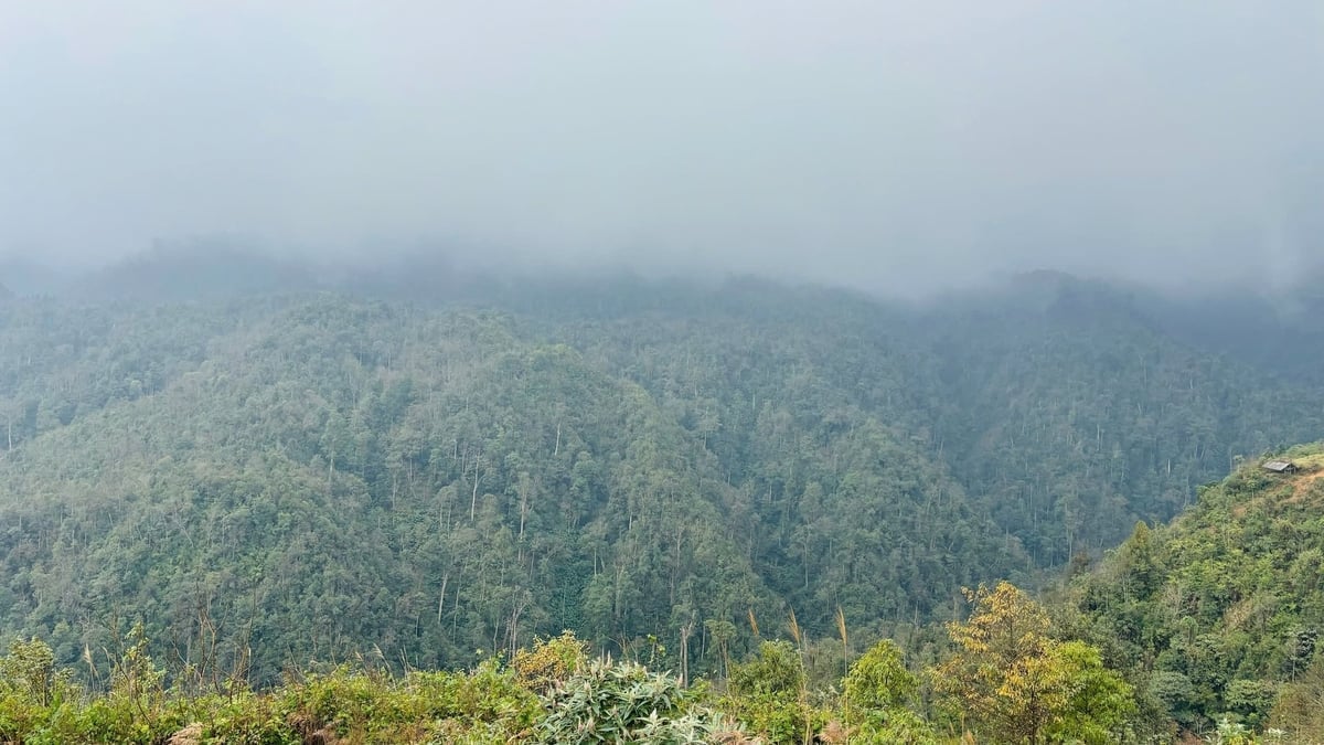 Rừng mang lại thu nhập ổn định cho bà con vùng cao. Ảnh: Vạn Tâm.