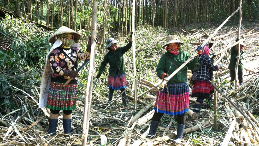 Das Modell der Akazienbaumpflanzung bietet vielen Haushalten im Dorf Cu Te ein stabiles Einkommen.