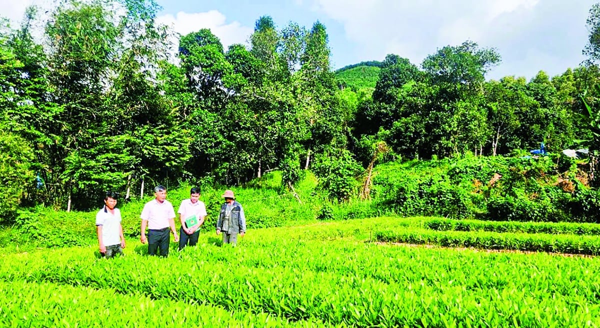 ສິນເຊື່ອນະໂຍບາຍໄດ້ສ້າງການປ່ຽນແປງທີ່ສຳຄັນໃນຊີວິດຂອງປະຊາຊົນໃນແຂວງກວາງຫງາຍ.