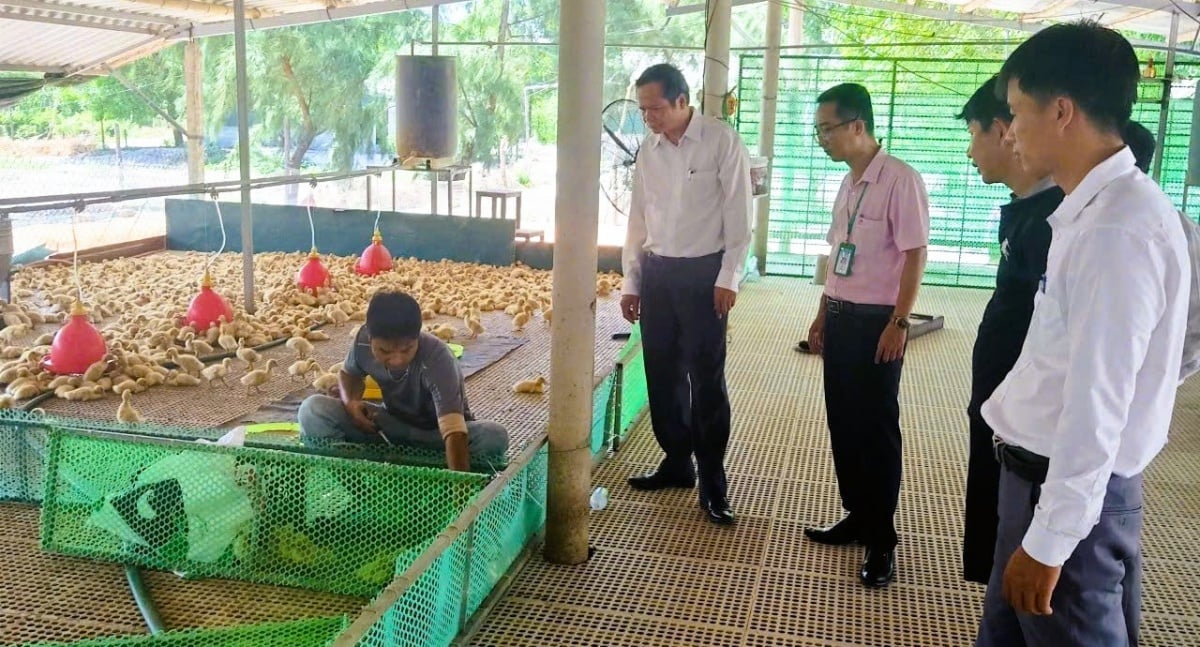 Nguyễn Ngoc Cuong úr családjának hitelmodelljét, amely Quang Tri tartomány Nam Cua Viet községének Hamlet 9. szám alatt található, a Gazdaszövetség kezeli. Mô hình vay vốn của gia đình anh Nguyễn Ngọc Cường, thôn 9 xã Nam Cửa Việt, tỉnh Quảng Trị thuộc Hội Nông dân quản lý