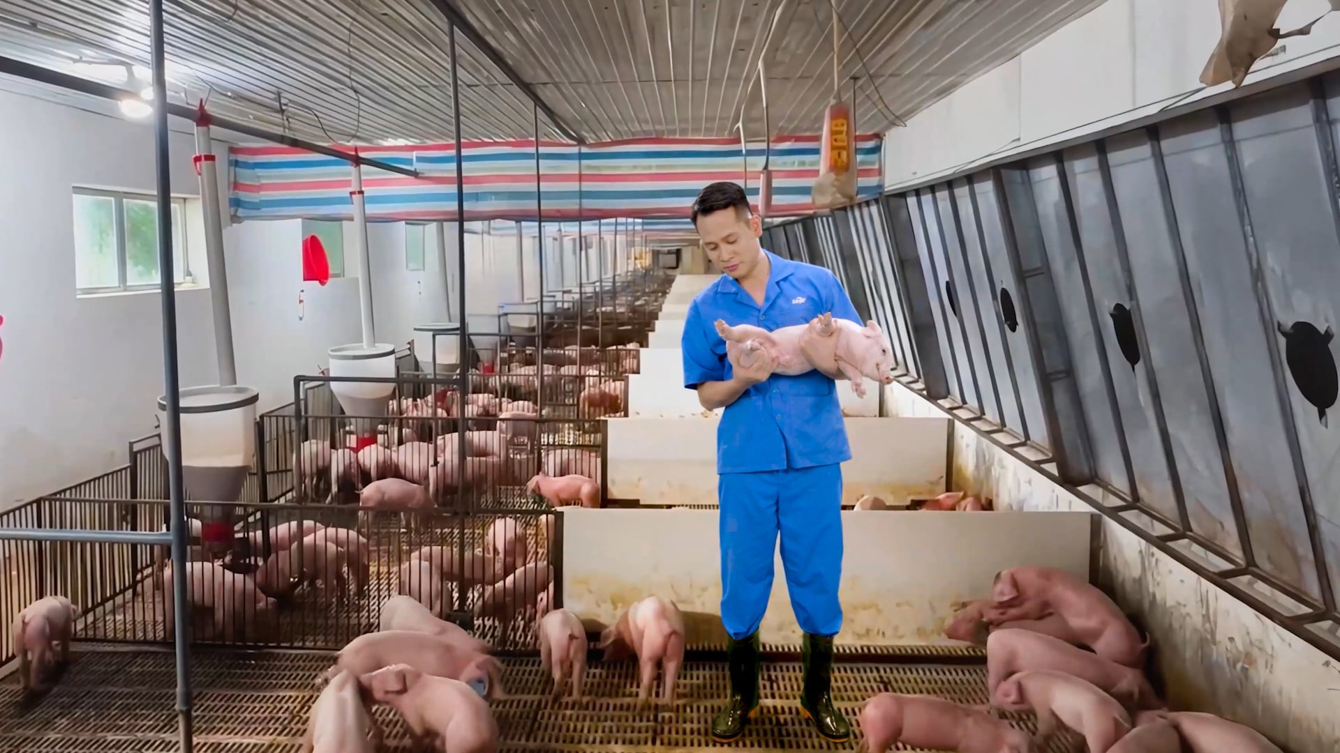 Nhân viên Cargill chăm sóc heo con. Ảnh: HT.