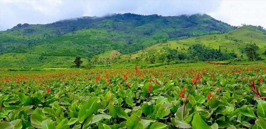 ដើមខ្ញីលូតលាស់បានល្អដោយសារអាកាសធាតុ និងដីរបស់ខេត្តប៊ិញលៀវ។ រូបថត៖ កឿងវូ។