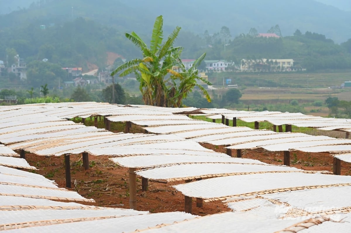 សម្ងួតមីអង្ករក្រោមពន្លឺថ្ងៃ។ រូបថត៖ គឿង វូ។