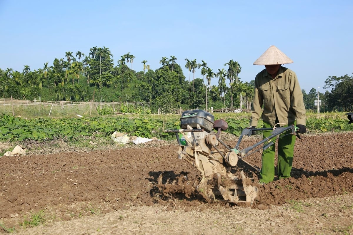 តំបន់លំនៅដ្ឋាន Cong Da មានដីប្រហែល 1,7 ហិកតា ដែលឧទ្ទិសដល់ការដាំបន្លែសុវត្ថិភាព ដែលភាគច្រើនគ្រប់គ្រងដោយសមាជិកនៃសហករណ៍បន្លែសុវត្ថិភាព Au Lau។ រូបថត៖ Thanh Nga។ Tổ dân phố Cống Đá có khoảng 1,7ha trồng rau an toàn, chủ yếu do các thành viên của Hợp tác xã Rau an toàn Âu Lâu đảm nhiệm. Ảnh: Thanh Ngà.