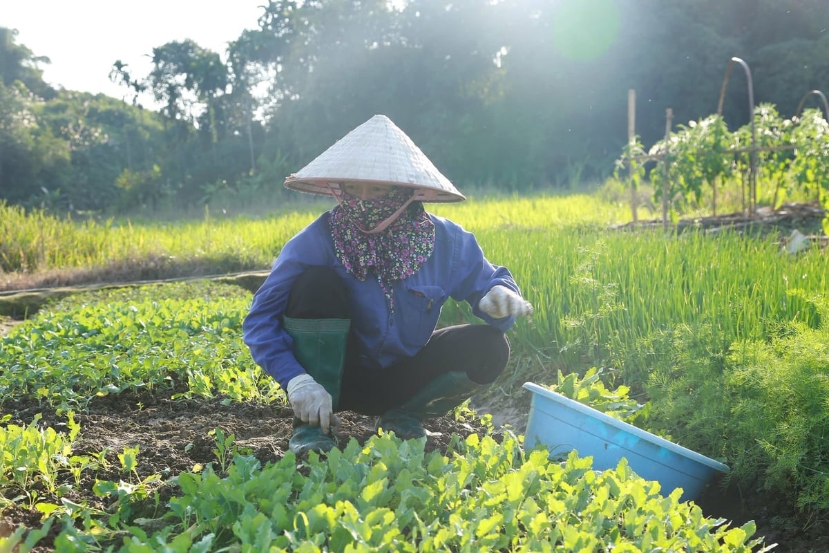 អ្នកស្រុកអនុវត្តកសិកម្មសរីរាង្គ ដោយភាគច្រើនប្រើជីលាមកសត្វដែលរលួយល្អ។ រូបថត៖ ថាញ់ង៉ា។ Người dân canh tác theo hướng hữu cơ, chủ yếu sử dụng phân chuồng ủ hoai. Ảnh: Thanh Ngà.