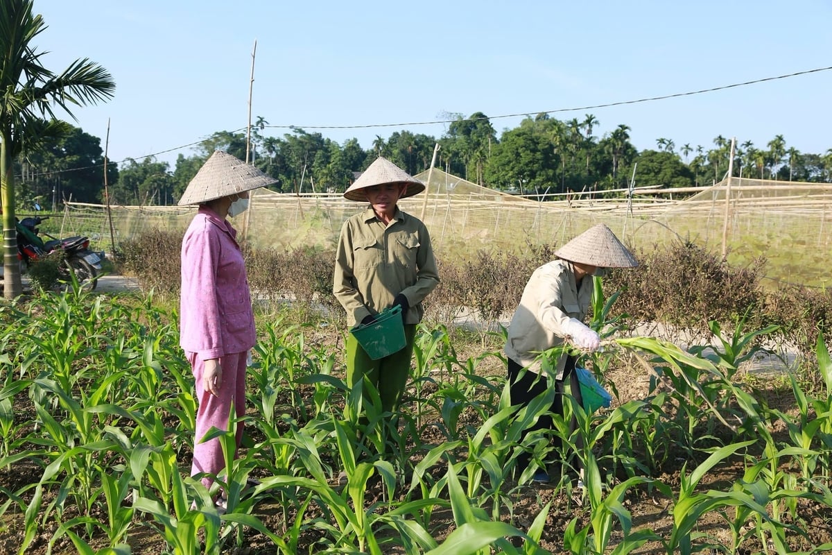 ក្នុងអំឡុងពេលដំណើរការផលិត សមាជិកនៃសហករណ៍បន្លែសុវត្ថិភាពអូឡាវ (Au Lau Safe Vegetable Cooperative) បានផ្លាស់ប្តូរចំណេះដឹងបច្ចេកទេសជាប្រចាំ។ រូបថត៖ ថាញ់ង៉ា (Thanh Nga)។ Trong quá trình sản xuất, các thành viên trong Hợp tác xã Rau an toàn Âu Lâu thường xuyên trao đổi kỹ thuật. Ảnh: Thanh Ngà.