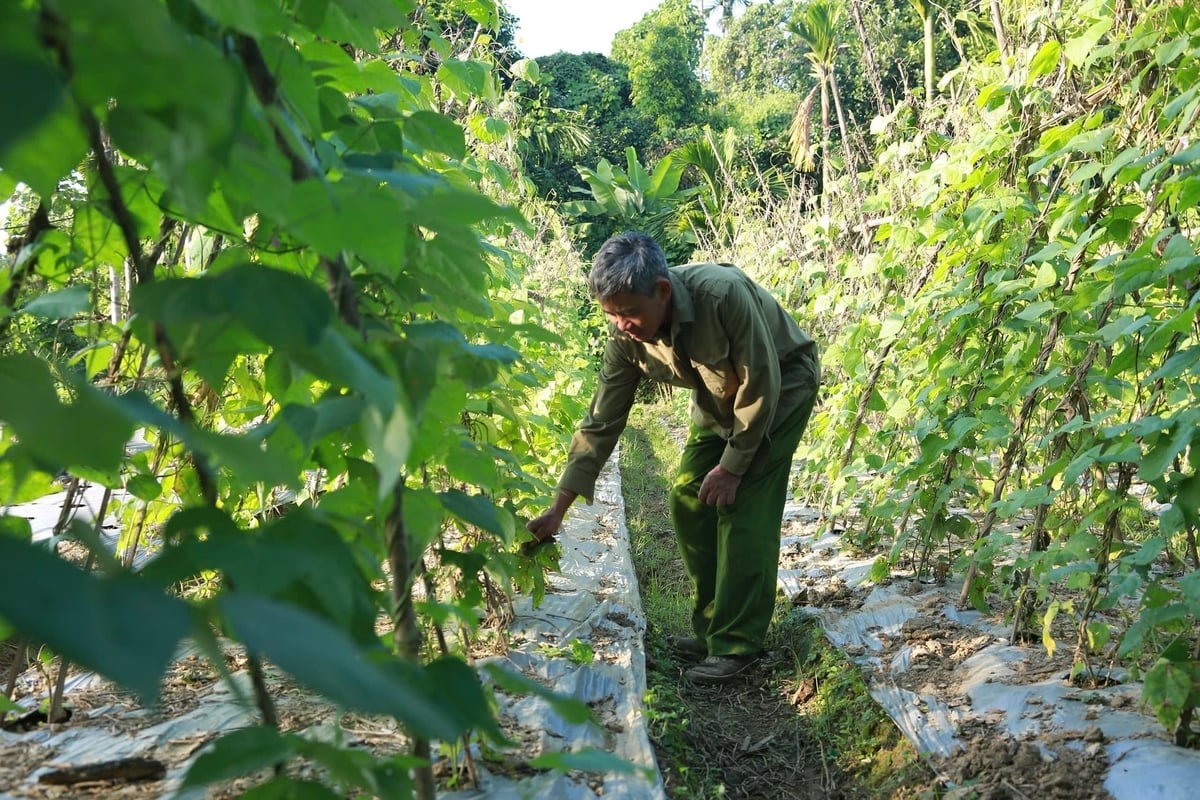 កសិករនៅសហករណ៍បន្លែសុវត្ថិភាពអូឡាវ (Au Lau Safe Vegetable Cooperative) ផ្តល់អាទិភាពដល់ការប្រើប្រាស់ជីលាមកសត្វដែលរលួយល្អ ដើម្បីបង្កើនជីជាតិដី ជួយឱ្យដំណាំលូតលាស់បានល្អ និងប្រកបដោយចីរភាព។ រូបថត៖ ថាញ់ង៉ា (Thanh Nga)។ Nông dân ở Hợp tác xã Rau an toàn Âu Lâu ưu tiên sử dụng phân chuồng ủ hoai nhằm cải thiện độ phì của đất, giúp cây trồng phát triển khỏe, bền vững. Ảnh: Thanh Ngà.