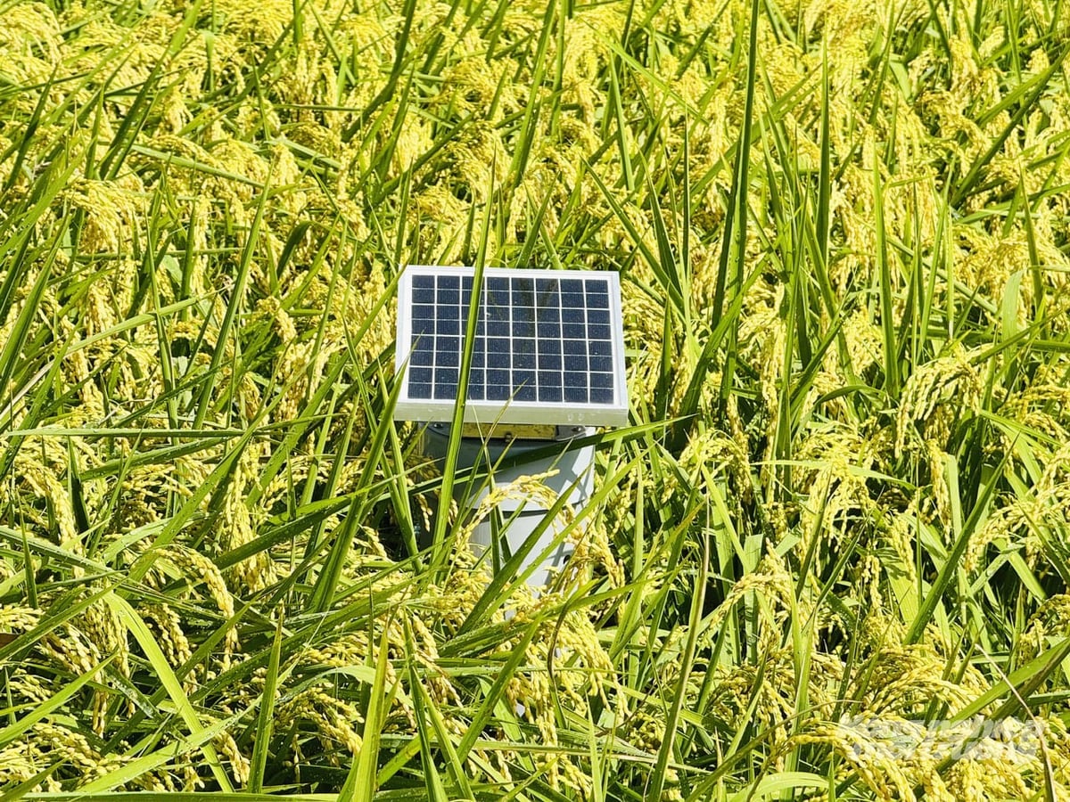 Greenhouse gas emission monitoring equipment is installed directly in the fields to monitor and assess emissions, providing a basis for developing carbon credits in sustainable rice production. Photo: Le Hoang Vu. Hệ thống thiết bị đo phát thải khí nhà kính được lắp đặt trực tiếp trên đồng ruộng, phục vụ giám sát, đánh giá lượng khí thải, làm cơ sở hướng tới xây dựng tín chỉ carbon trong sản xuất lúa bền vững. Ảnh: Lê Hoàng Vũ.