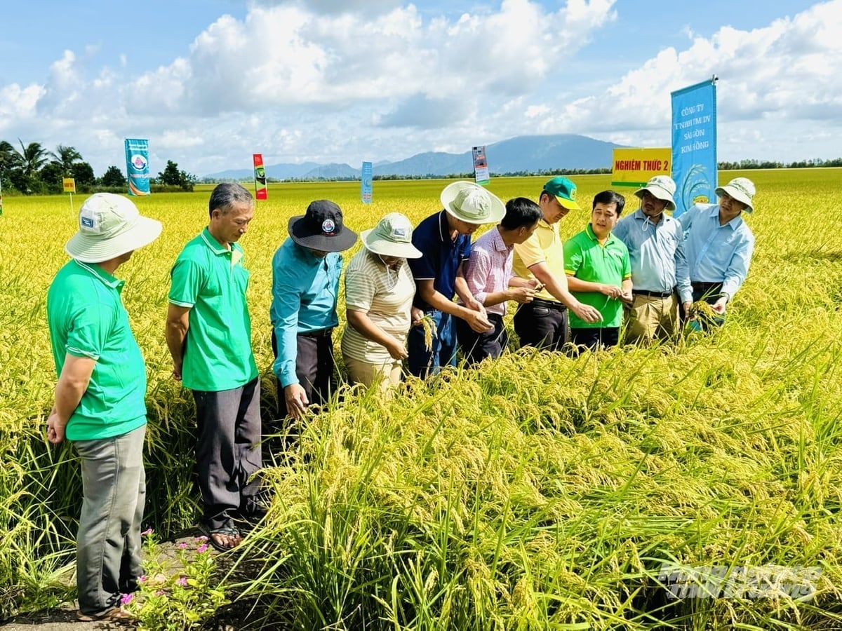 Farmers in An Giang are increasingly participating in the 1 million hectare high-quality rice project thanks to the clear economic benefits from applying scientific and technological advancements to production. Photo: Le Hoang Vu. Nông dân An Giang ngày càng tích cực tham gia Đề án 1 triệu hecta lúa chất lượng cao nhờ hiệu quả kinh tế rõ rệt từ việc áp dụng các tiến bộ khoa học kỹ thuật vào sản xuất. Ảnh: Lê Hoàng Vũ.