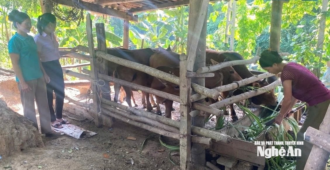 การเลี้ยงปศุสัตว์ในเมืองกวีฮอป