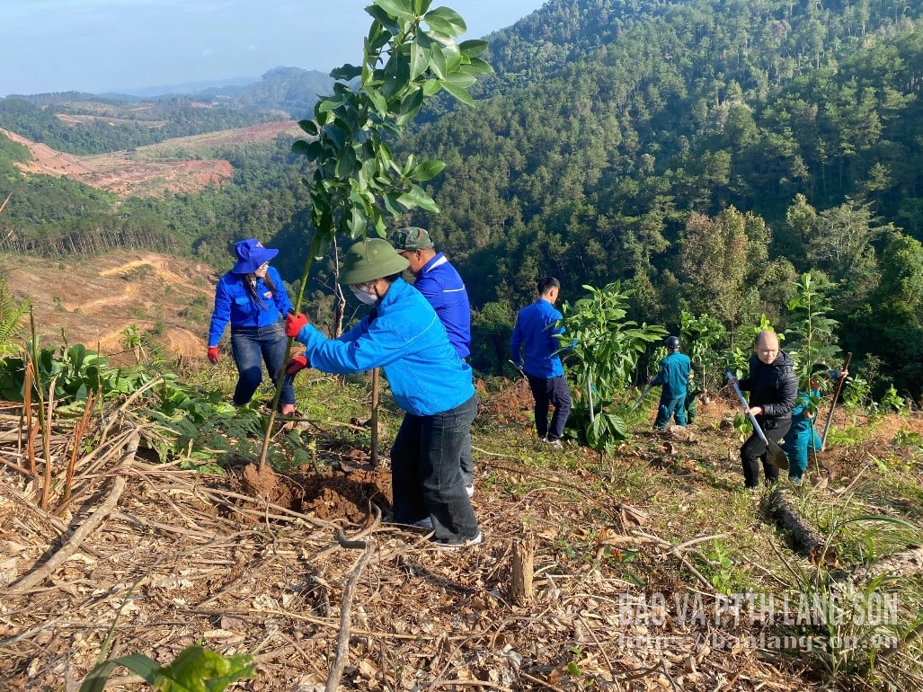 សមាជិកសហជីពយុវជន និងយុវជនមកពីអង្គភាពផ្សេងៗបានសហការគ្នាក្នុងការដាំផ្លែបឺរ។