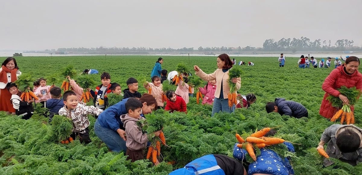 លោកគ្រូ អ្នកគ្រូ និងសិស្សានុសិស្សនៅក្នុងតំបន់កំពុងជួបប្រទះនឹងរដូវប្រមូលផលការ៉ុតនៅឃុំទ្រុងកាញ់ ខេត្តបាក់និញ។ រូបថត៖ ហៃទៀន។