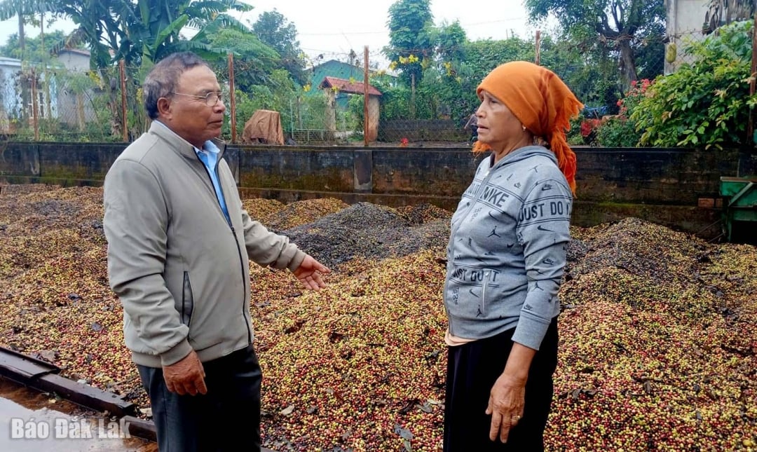 លេខាបក្សភូមិអ៊ីវីញញ៉ា (Y Wih Nie) (ខាងឆ្វេង) អញ្ជើញទៅសួរសុខទុក្ខអ្នកភូមិដែលកំពុងប្រមូលផលកាហ្វេ។