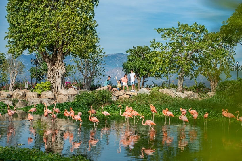 សួនសត្វ King's Garden នៅ VinWonders Nha Trang ជាមួយនឹងសត្វហ្សីរ៉ាហ្វរបស់វា