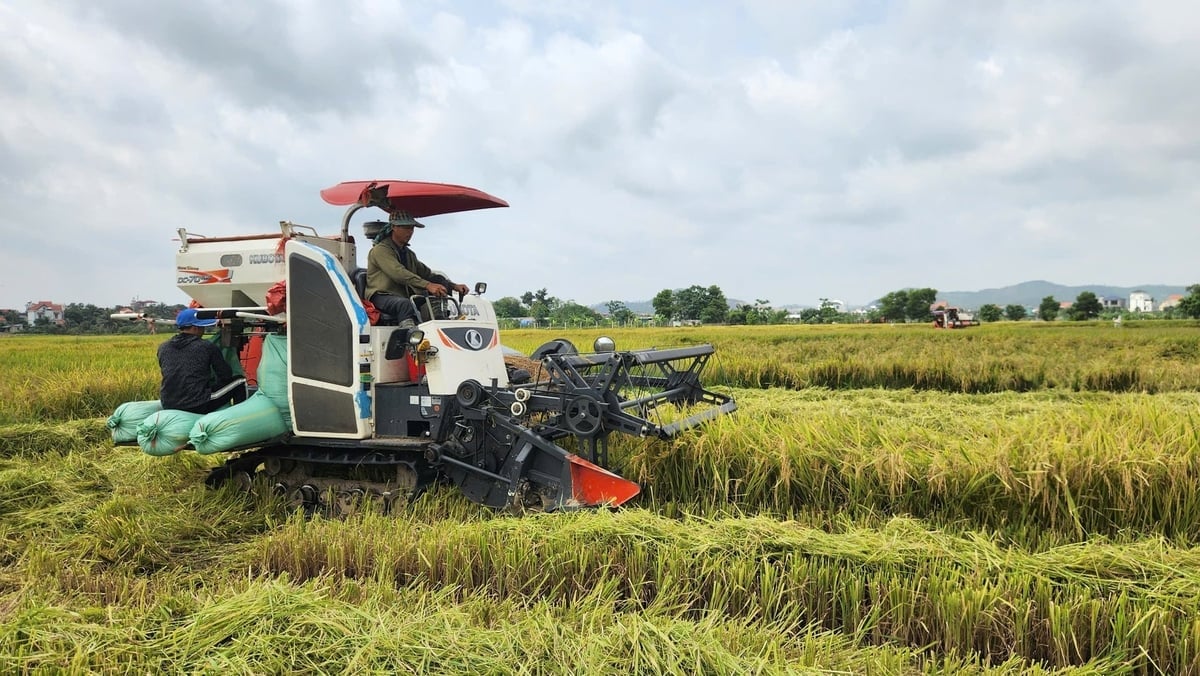 ກວາງນິງ ມຸ່ງໄປສູ່ຂະແໜງກະສິກຳທີ່ທັນສະໄໝ ແລະ ຍືນຍົງ. ພາບ: ຫງວຽນແທ່ງ.