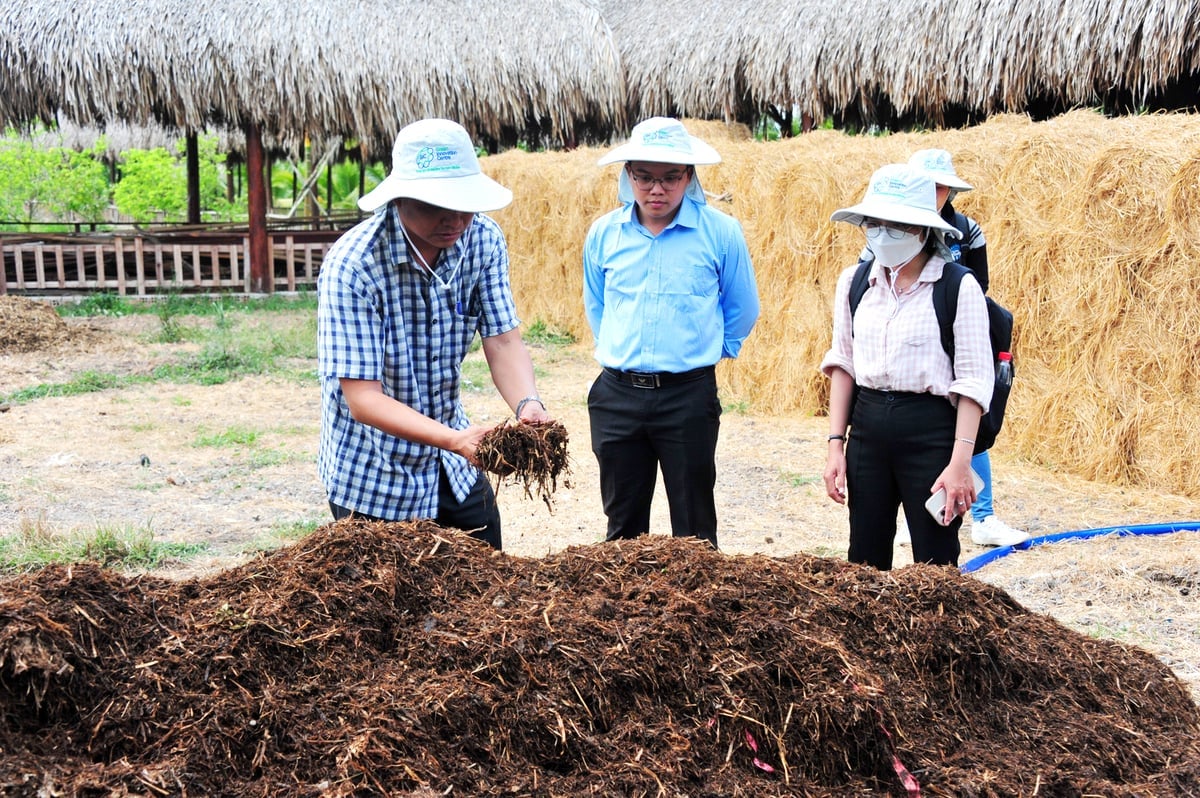 A palha de arroz no Delta do Mekong é coletada e processada para se transformar em fertilizante orgânico, em vez de ser queimada, contribuindo para a melhoria do solo e a redução das emissões de gases de efeito estufa. Foto: Le Hoang Vu. Rơm rạ tại ĐBSCL được thu gom, xử lý làm phân hữu cơ thay vì đốt bỏ, góp phần cải tạo đất và giảm phát thải khí nhà kính. Ảnh: Lê Hoàng Vũ.