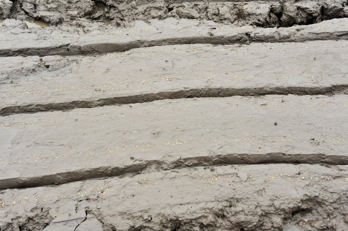 A microbiota do solo é restaurada através da aplicação de fertilizantes orgânicos e preparações biológicas. Foto: Le Hoang Vu. Hệ vi sinh vật trong đất được phục hồi nhờ bón phân hữu cơ và chế phẩm sinh học. Ảnh: Lê Hoàng Vũ.