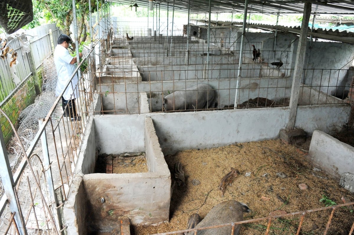 Ao utilizar os recursos disponíveis na fazenda, os agricultores podem reduzir significativamente os custos de produção. Foto: Le Hoang Vu. Tận dụng được nguồn tài nguyên sẵn có trong nông trại, nông dân sẽ giảm được nhiều chi phí sản xuất. Ảnh: Lê Hoàng Vũ.