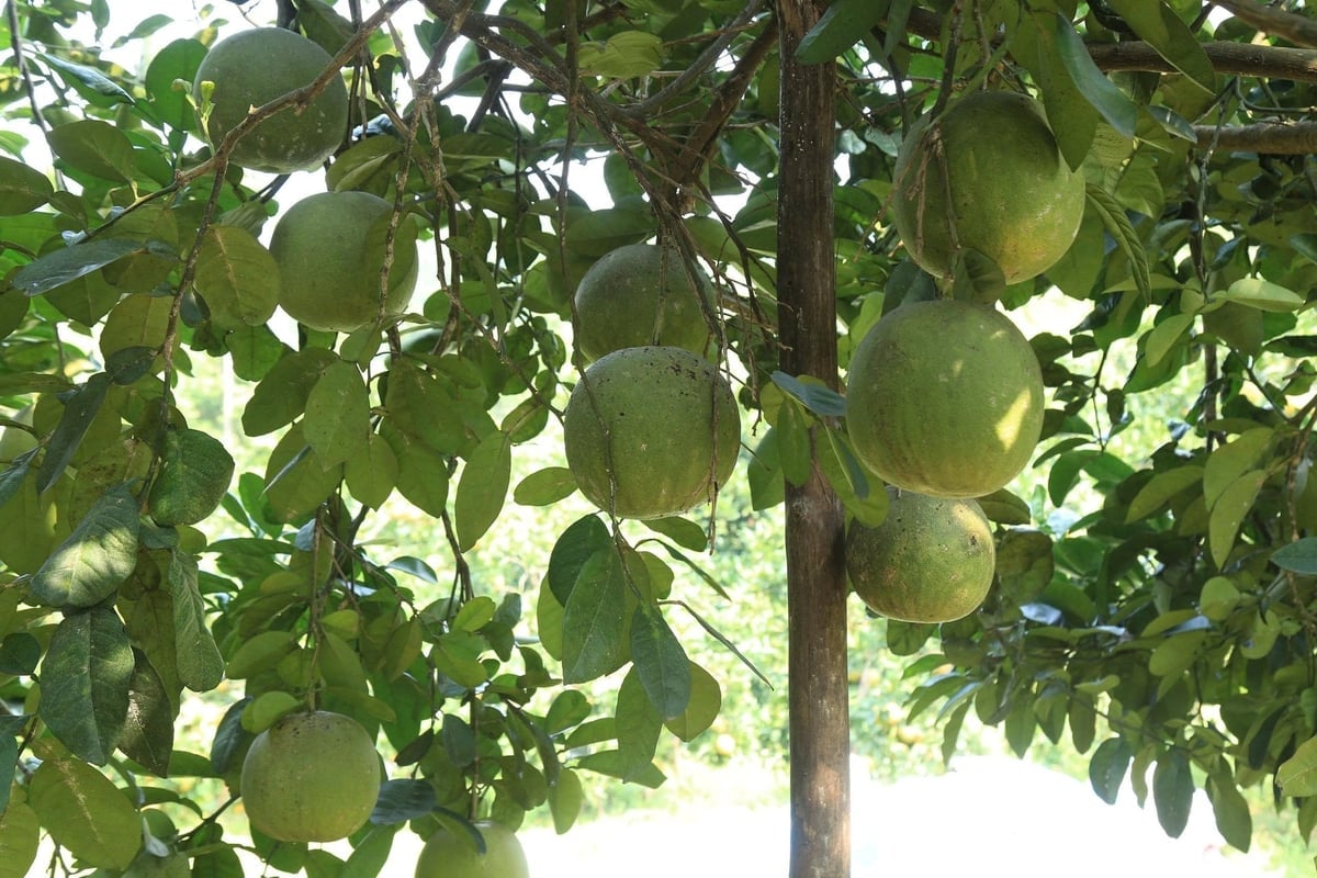 ផ្លែក្រូចថ្លុង​សំបក​បៃតង​ពី​កសិដ្ឋាន​របស់​លោក វូ យ៉ា បៀន បំពេញ​តាម​ស្តង់ដារ​ផលិតផល OCOP 3 ផ្កាយ។ រូបថត៖ ថាញ់ ទៀន។