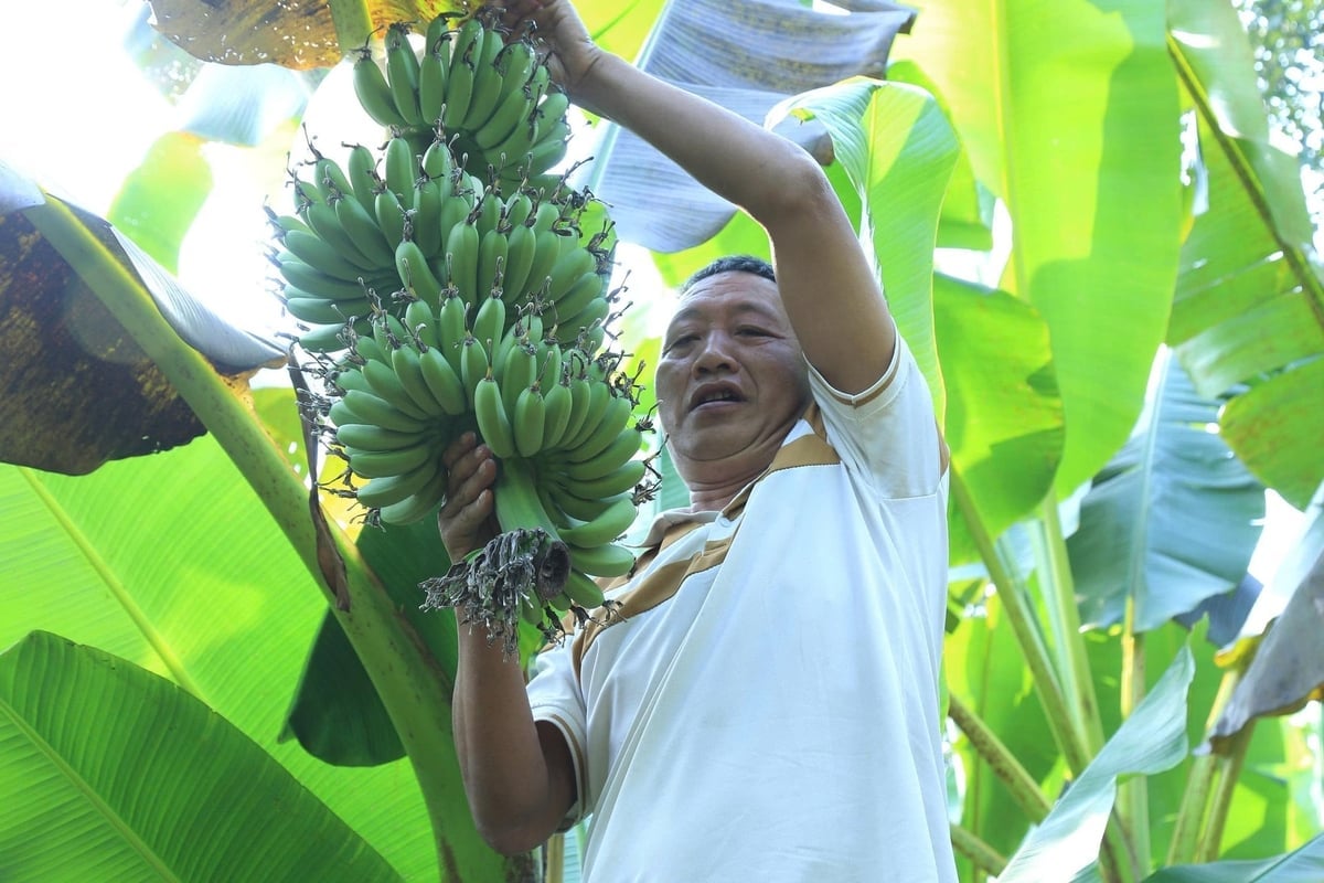 ឃុំឡាំយ៉ាងមានគោលបំណងអភិវឌ្ឍផលិតផលកសិកម្មសំខាន់ៗរបស់ខ្លួនទៅជាផលិតផល OCOP (ឃុំមួយផលិតផលមួយ) ដើម្បីបង្កើនតម្លៃ។ រូបថត៖ ថាញ់ទៀន។