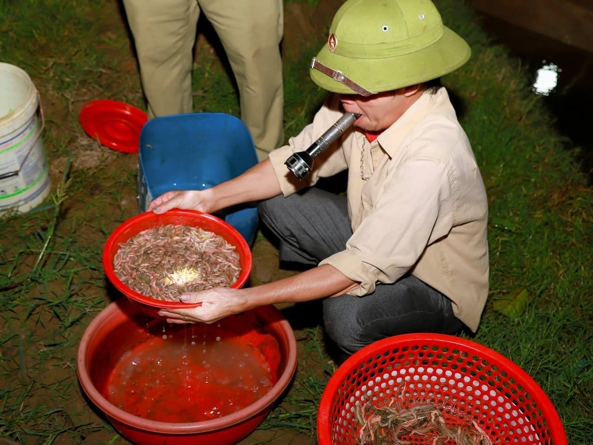 Jordbrukare i Dong Trieu skördar lermaskar. Foto: Hong Ngat. Nông dân Đông Triều thu hoạch rươi. Ảnh: Hồng Ngát.
