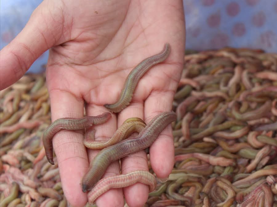 Sjömaskar kan tillagas till många läckra rätter, såsom biffar med sjömaskar, soppa med sjömaskar, bräserade sjömaskar, friterade sjömaskar, gryta med sjömaskar och fisksås med sjömaskar. Foto: Hong Ngat. Rươi có thể chế biến thành nhiều món ăn ngon như chả rươi, canh rươi, rươi kho, rươi chiên, lẩu rươi, mắm rươi. Ảnh: Hồng Ngát.