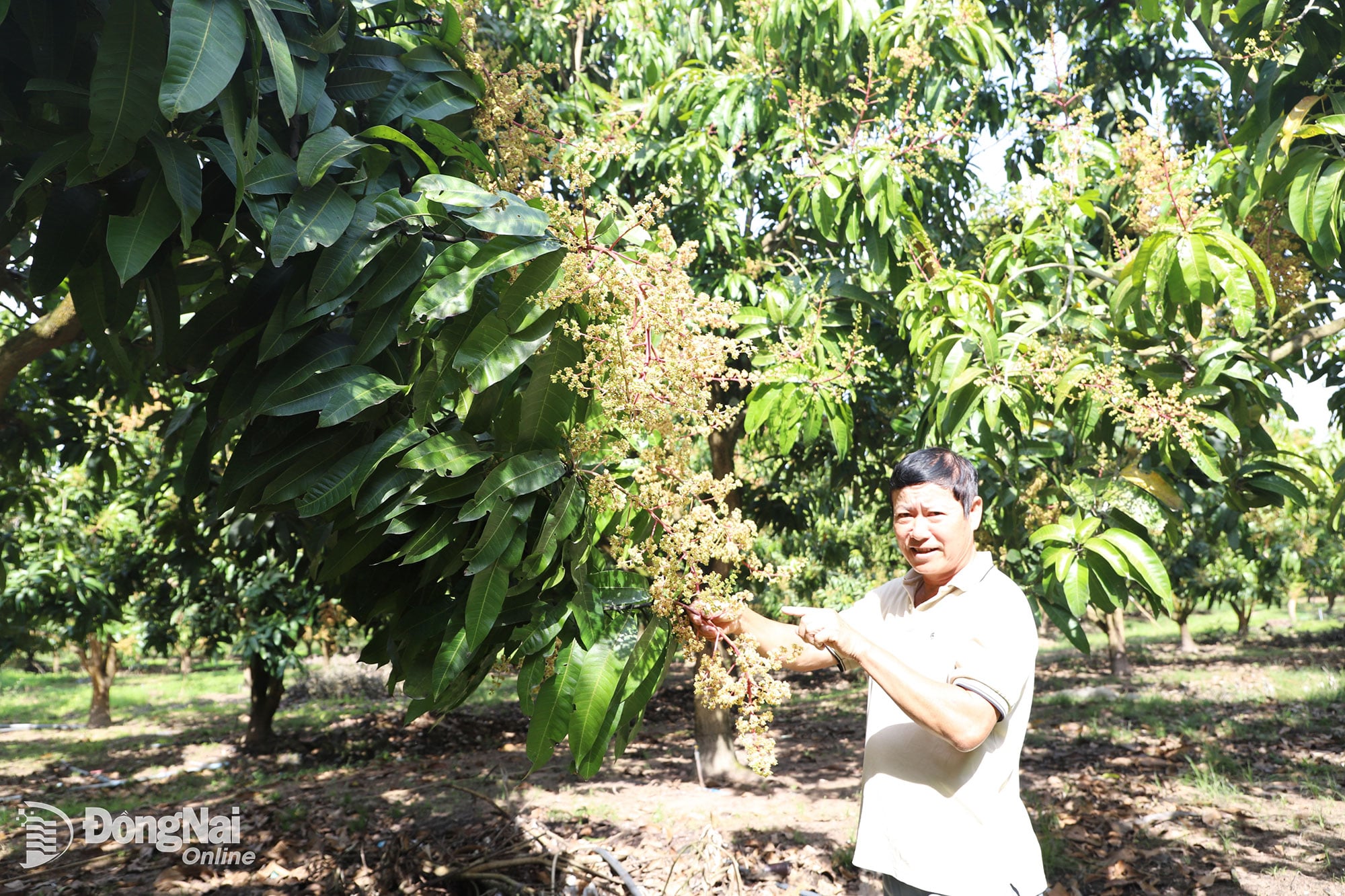 លោក Le Dinh Ngoc កសិករ​ដាំ​ស្វាយ​សម្រាប់​នាំ​ចេញ​នៅ​ឃុំ Xuan Thanh។ រូបថត៖ Binh Nguyen