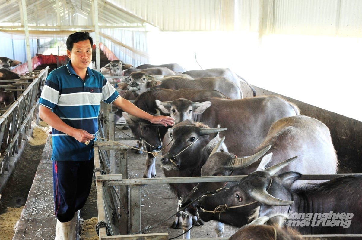 គំរូចិញ្ចឹមក្របីតាមប្រព័ន្ធបិទជិត ជាមួយនឹងការគ្រប់គ្រងជំងឺយ៉ាងតឹងរ៉ឹង ជួយកាត់បន្ថយហានិភ័យ និងបង្កើនផលិតភាព និងគុណភាពផលិតផល។ រូបថត៖ ឡេ ហ្វាងវូ។ Mô hình nuôi trâu theo hướng khép kín, kiểm soát dịch bệnh nghiêm ngặt giúp giảm rủi ro, nâng cao năng suất và chất lượng sản phẩm. Ảnh: Lê Hoàng Vũ.